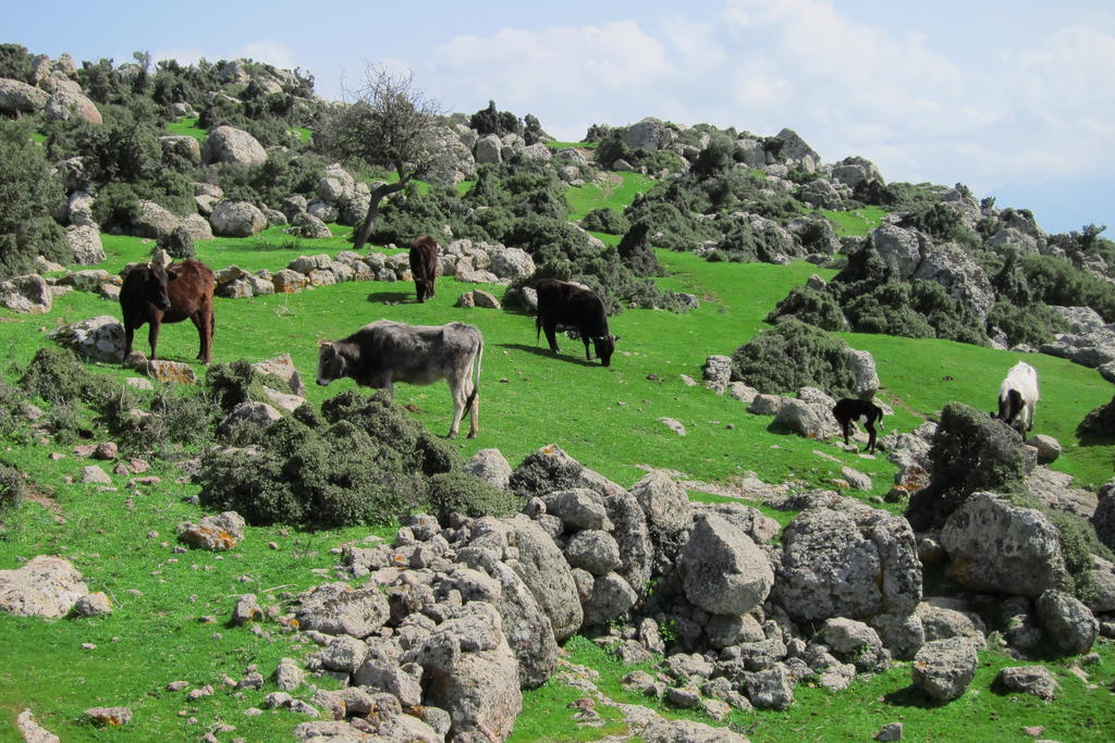 Alterna Koey Evi ξενώνας Ayvacik Εξωτερικό φωτογραφία