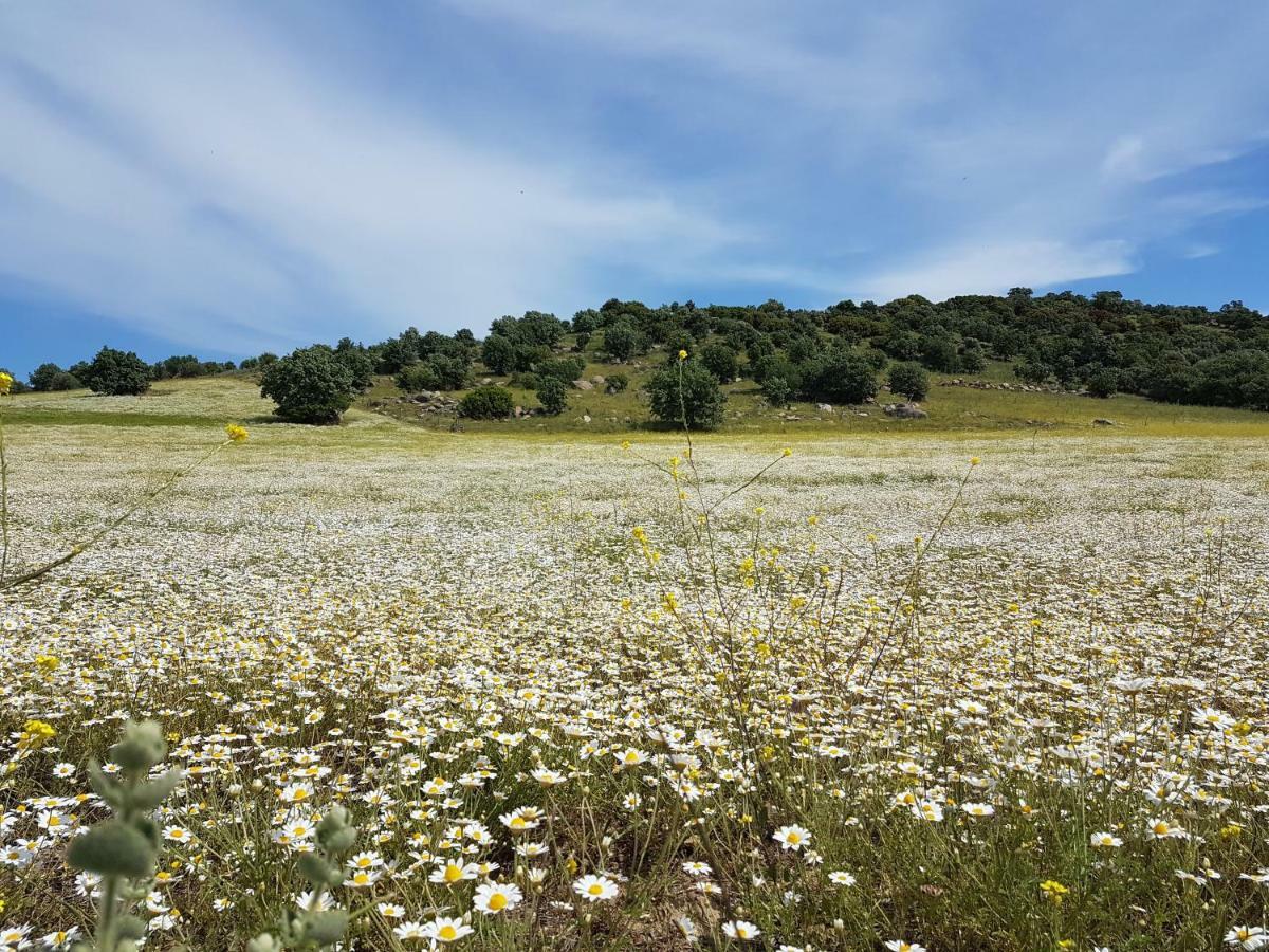 Alterna Koey Evi ξενώνας Ayvacik Εξωτερικό φωτογραφία