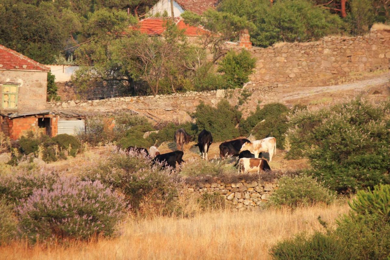 Alterna Koey Evi ξενώνας Ayvacik Εξωτερικό φωτογραφία